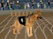 Logħba Crazy Dog Racing Fever onlajn