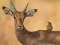 Logħba Wild Deer Jigsaw onlajn