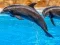 Logħba Sea Dolphin Jigsaw onlajn