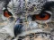Logħba Wild owl Jigsaw onlajn