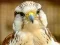 Logħba Gyrfalcon Jigsaw onlajn