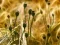 Logħba Poppy Bud Jigsaw onlajn