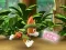 Logħba Paw Patrol: Tracker's Jungle Rescue onlajn