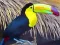 Logħba Toucan Bird Jigsaw onlajn
