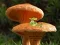 Logħba Mushroom Plant Land Escape onlajn