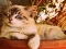 Logħba Game of 15 onlajn
