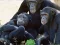 Logħba Funny Chimpanzee Jungle Escape onlajn