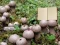 Logħba Lycoperdon Mushroom Land Escape onlajn