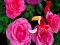 Logħba Precious Rose Escape onlajn