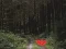 Logħba Dense Forest Deer Escape onlajn