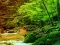 Logħba Peaceful Rainbow Forest Escape onlajn