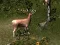 Logħba Sniper Hunting Deadly Animal onlajn