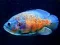 Logħba Tiger Fish Jigsaw onlajn