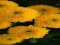 Logħba Chrysanthemums Jigsaw onlajn
