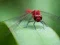 Logħba Dragon Fly Jigsaw onlajn