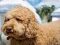 Logħba Labradoodle Jigsaw onlajn