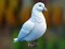 Logħba Realistic Pigeon Rescue onlajn
