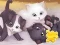 Logħba Jigsaw Puzzle: Playing Cats onlajn