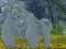 Logħba Help The Hungry Chimpanzee onlajn