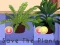 Logħba Save the Plants onlajn