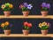 Logħba Good Flower Master onlajn