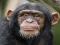 Logħba Chimpanzee Jigsaw onlajn