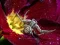 Logħba Crab Spider Jigsaw onlajn