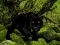 Logħba Escape from Black Panther Forest onlajn