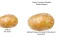 Logħba Potato Construct 2 Edition onlajn