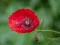 Logħba Poppy Nature Flower Jigsaw onlajn