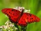Logħba Nature Jigsaw Puzzle Butterfly onlajn