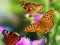 Logħba Butterfly Slide onlajn