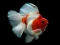 Logħba Gold Fish Jigsaw Puzzle onlajn
