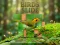 Logħba Birds Slide onlajn