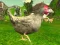 Logħba Chicken Shooter onlajn