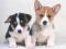 Logħba Cute Puppies Puzzle onlajn
