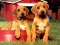 Logħba Puppy Pairs Puzzle onlajn