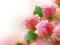 Logħba Pink Roses onlajn