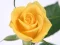 Logħba Yellow Roses onlajn