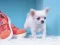 Logħba Lovely Puppy Puzzle onlajn