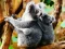 Logħba Cute Baby Koala Bear onlajn
