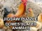 Logħba Jigsaw Puzzle Domesticated Animals onlajn