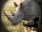 Logħba Wild Rhino Hunter onlajn