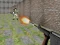 Logħba Bullet Fire onlajn