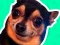 Logħba What meme dog are you ? onlajn