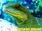 Logħba Chinese Water Dragon Jigsaw onlajn