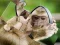 Logħba Chimpanzee Jigsaw onlajn