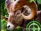 Logħba Crazy Goat Hunter 2020 onlajn