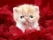Logħba Funny Kitty onlajn