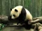Logħba Pandas Puzzle onlajn